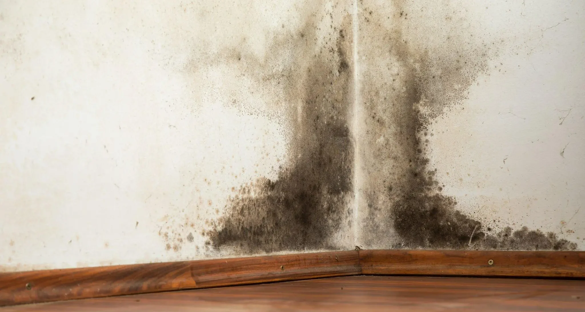 Does sugar soap remove mould